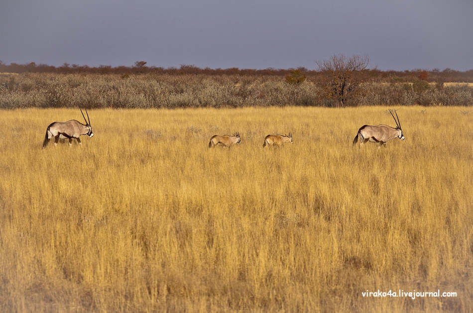 Фотография: Национальный парк Этоша в Намибии №11 - BigPicture.ru