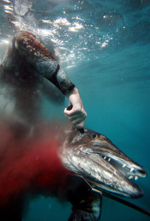 Фотография: Подводная охота №11 - BigPicture.ru