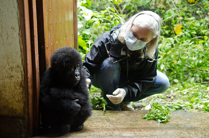 Фотография: Из рук браконьеров: спасение детеныша гориллы №2 - BigPicture.ru