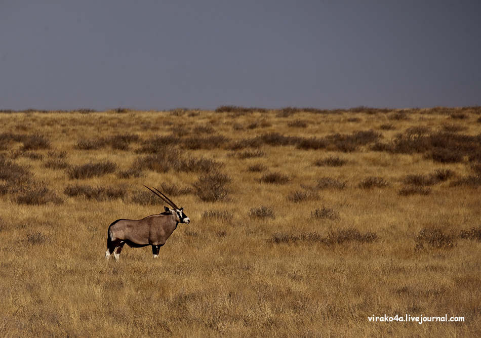 Фотография: Национальный парк Этоша в Намибии №13 - BigPicture.ru