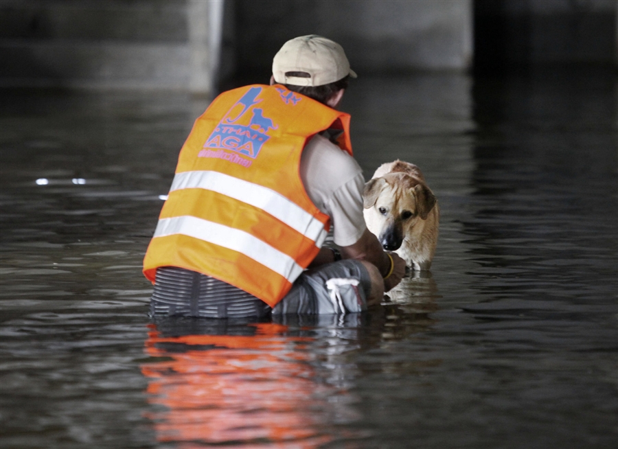 Фотография: Спасение животных в затопленном Таиланде №2 - BigPicture.ru