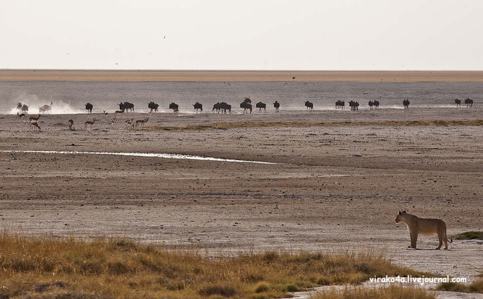 Фотография: Национальный парк Этоша в Намибии №14 - BigPicture.ru