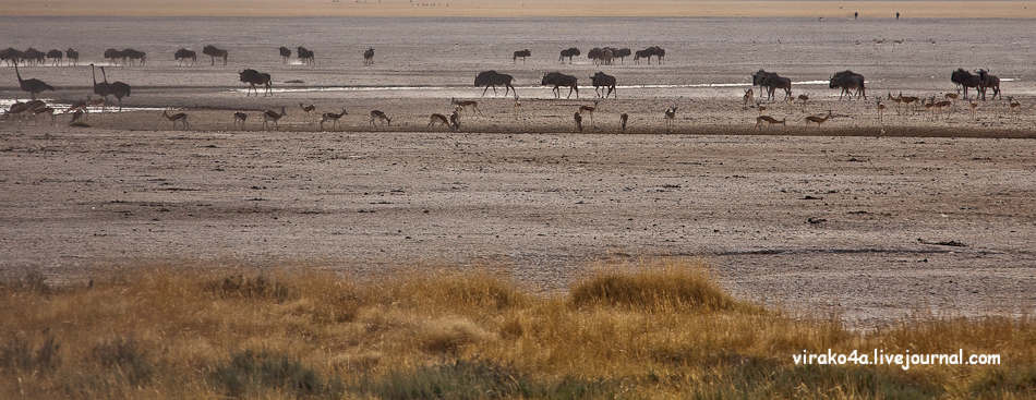 Фотография: Национальный парк Этоша в Намибии №15 - BigPicture.ru