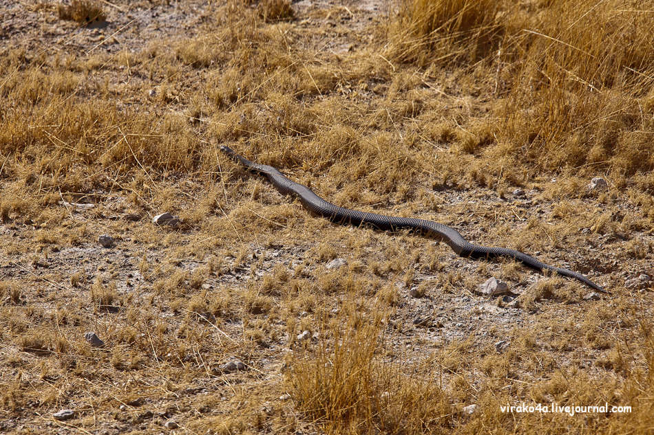 Фотография: Национальный парк Этоша в Намибии №16 - BigPicture.ru