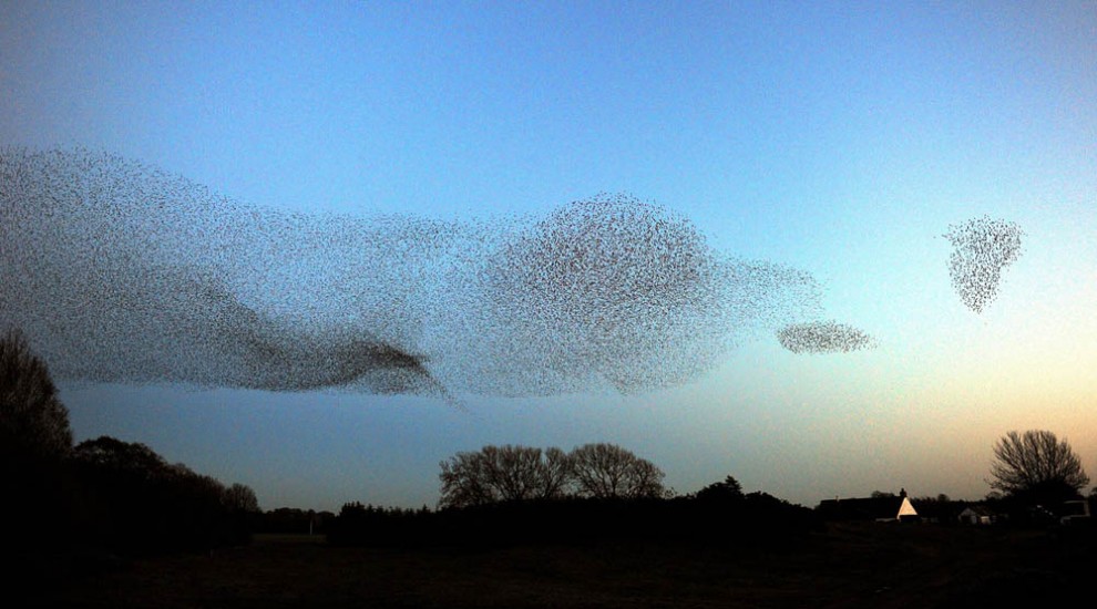 Фотография: Воздушные танцы тысяч скворцов в небе над Шотландией №4 - BigPicture.ru