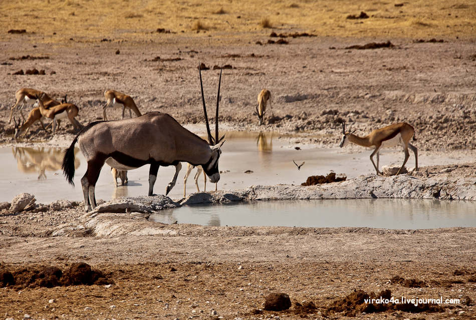 Фотография: Национальный парк Этоша в Намибии №18 - BigPicture.ru