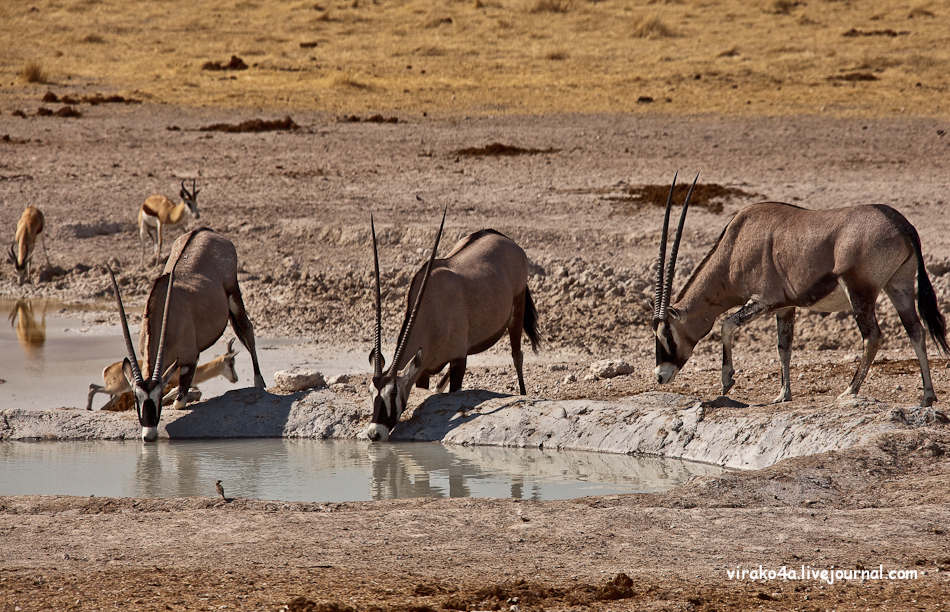 Фотография: Национальный парк Этоша в Намибии №20 - BigPicture.ru