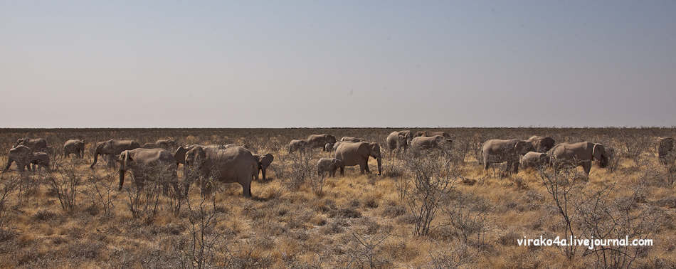 Фотография: Национальный парк Этоша в Намибии №22 - BigPicture.ru