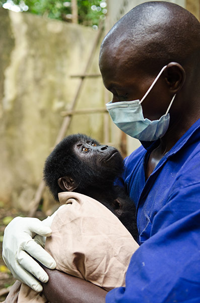 Фотография: Из рук браконьеров: спасение детеныша гориллы №3 - BigPicture.ru