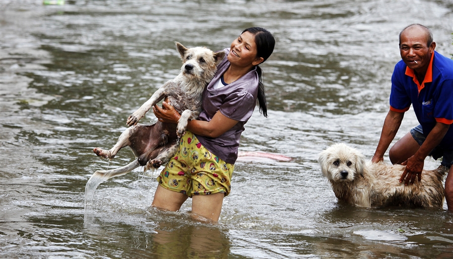 Фотография: Спасение животных в затопленном Таиланде №3 - BigPicture.ru