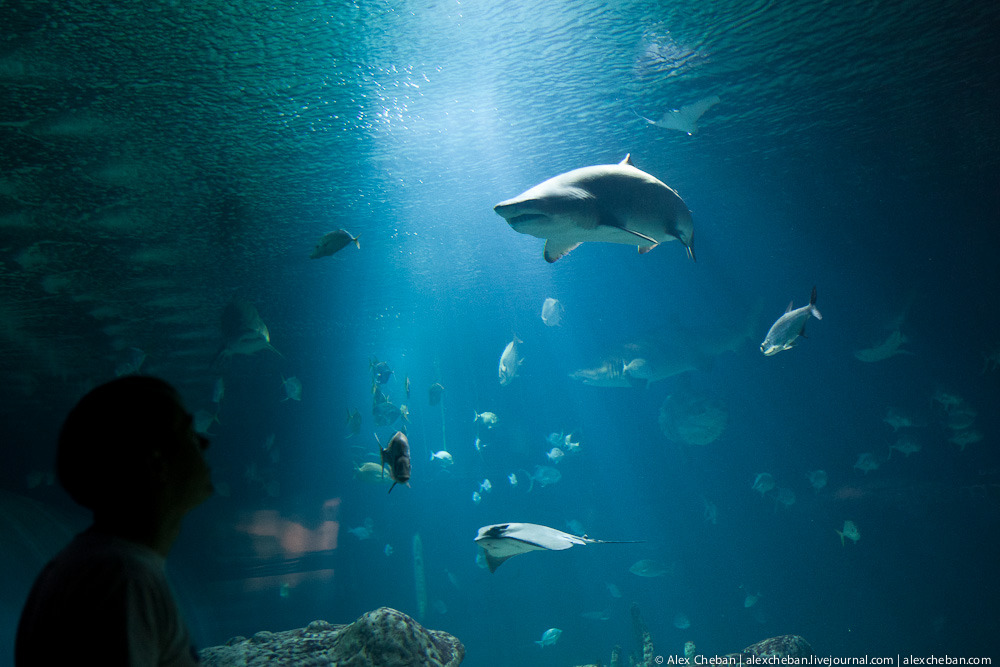 Фотография: Океанографический парк в Валенсии №1 - BigPicture.ru
