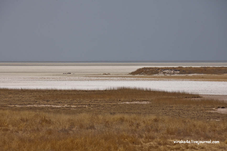 Фотография: Национальный парк Этоша в Намибии №29 - BigPicture.ru