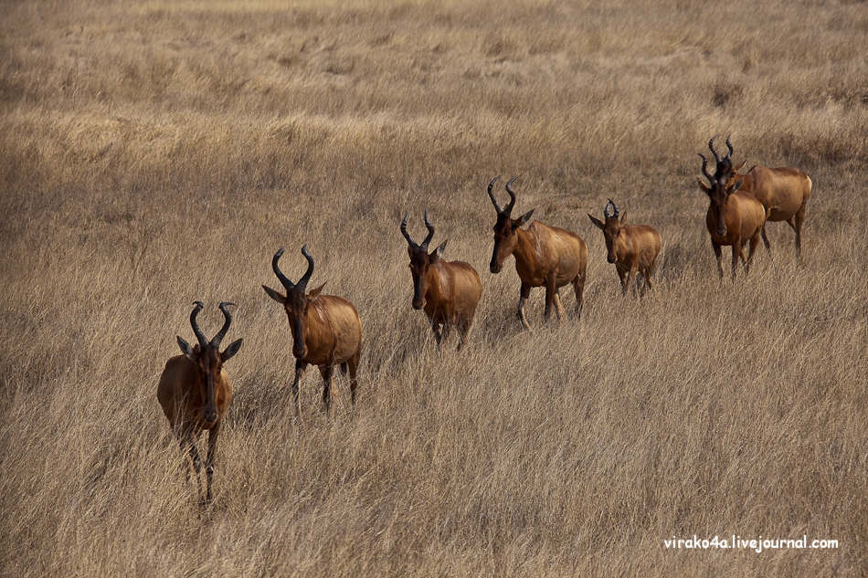 Фотография: Национальный парк Этоша в Намибии №30 - BigPicture.ru