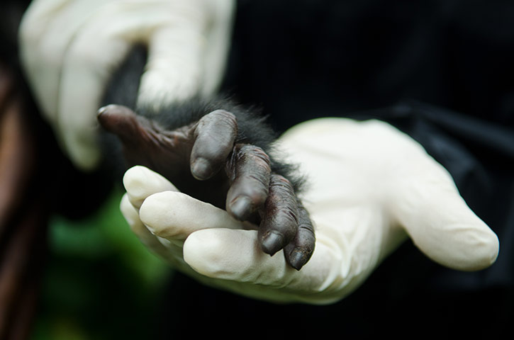 Фотография: Из рук браконьеров: спасение детеныша гориллы №4 - BigPicture.ru