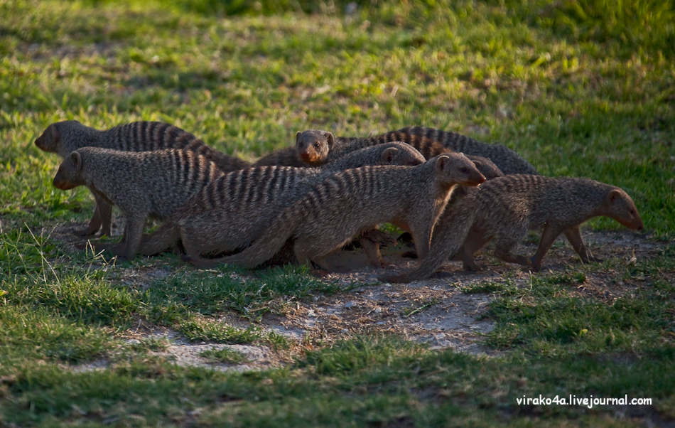 Фотография: Национальный парк Этоша в Намибии №33 - BigPicture.ru
