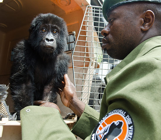 Фотография: Из рук браконьеров: спасение детеныша гориллы №5 - BigPicture.ru