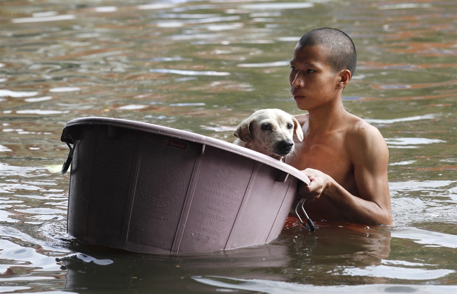 Фотография: Спасение животных в затопленном Таиланде №5 - BigPicture.ru