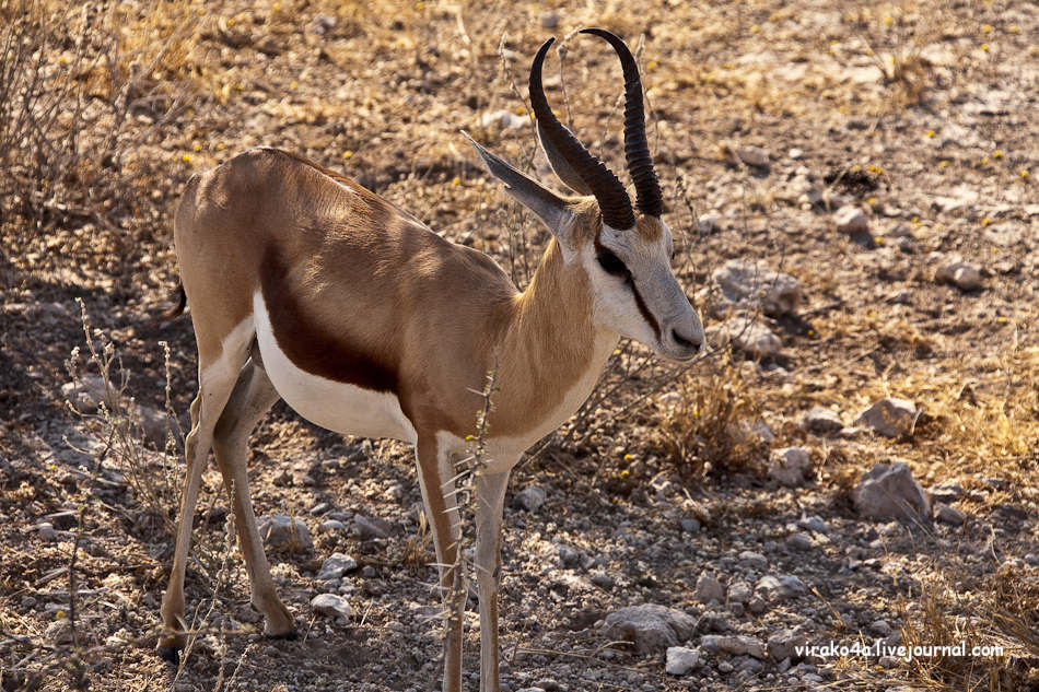 Фотография: Национальный парк Этоша в Намибии №5 - BigPicture.ru