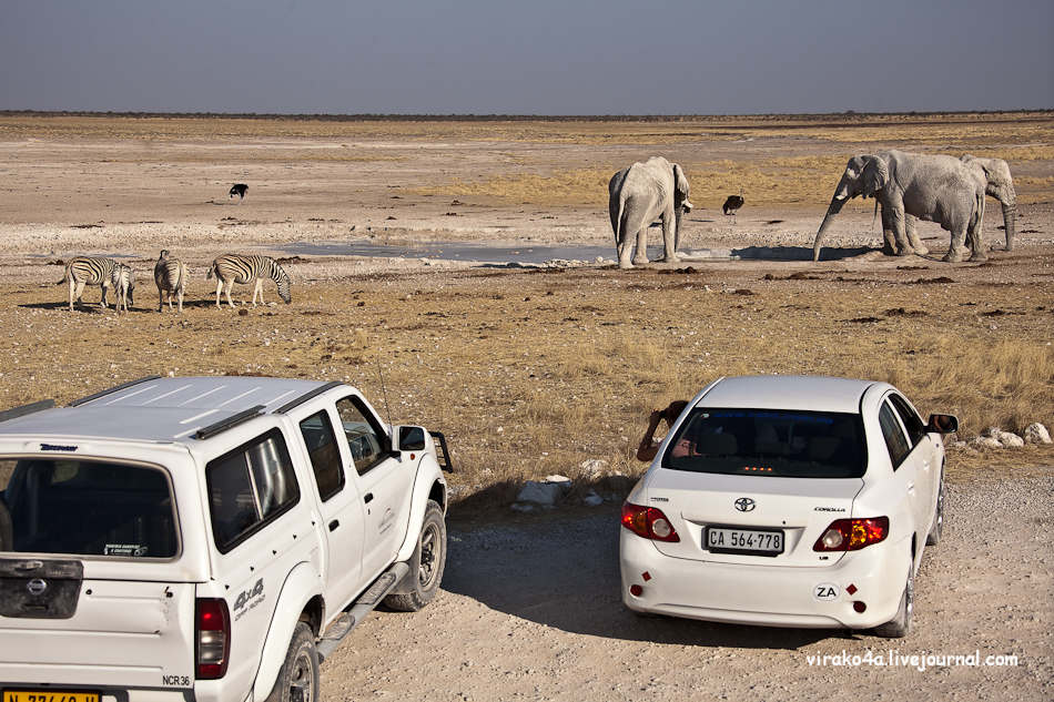 Фотография: Национальный парк Этоша в Намибии №6 - BigPicture.ru