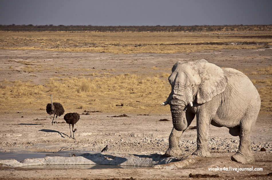 Фотография: Национальный парк Этоша в Намибии №7 - BigPicture.ru