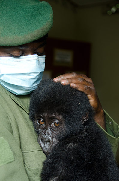 Фотография: Из рук браконьеров: спасение детеныша гориллы №7 - BigPicture.ru