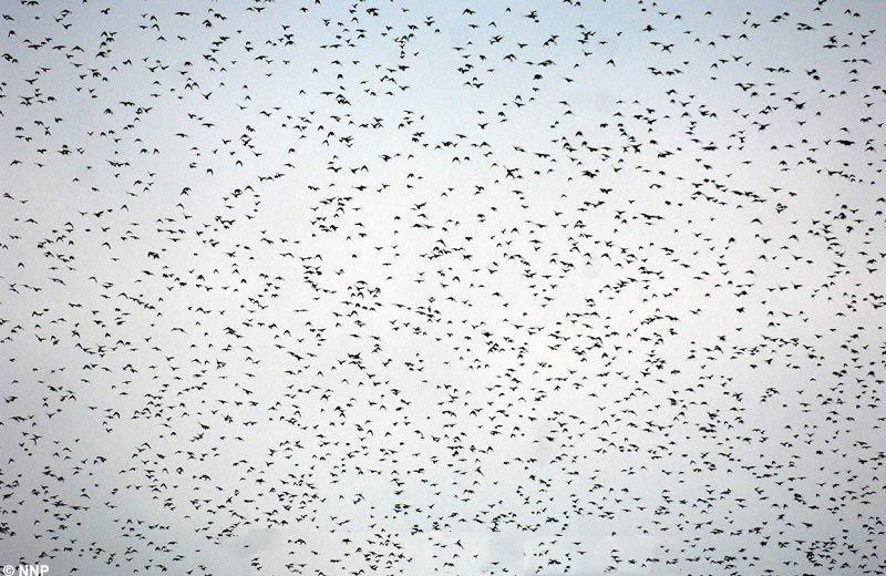 Фотография: Воздушные танцы тысяч скворцов в небе над Шотландией №7 - BigPicture.ru