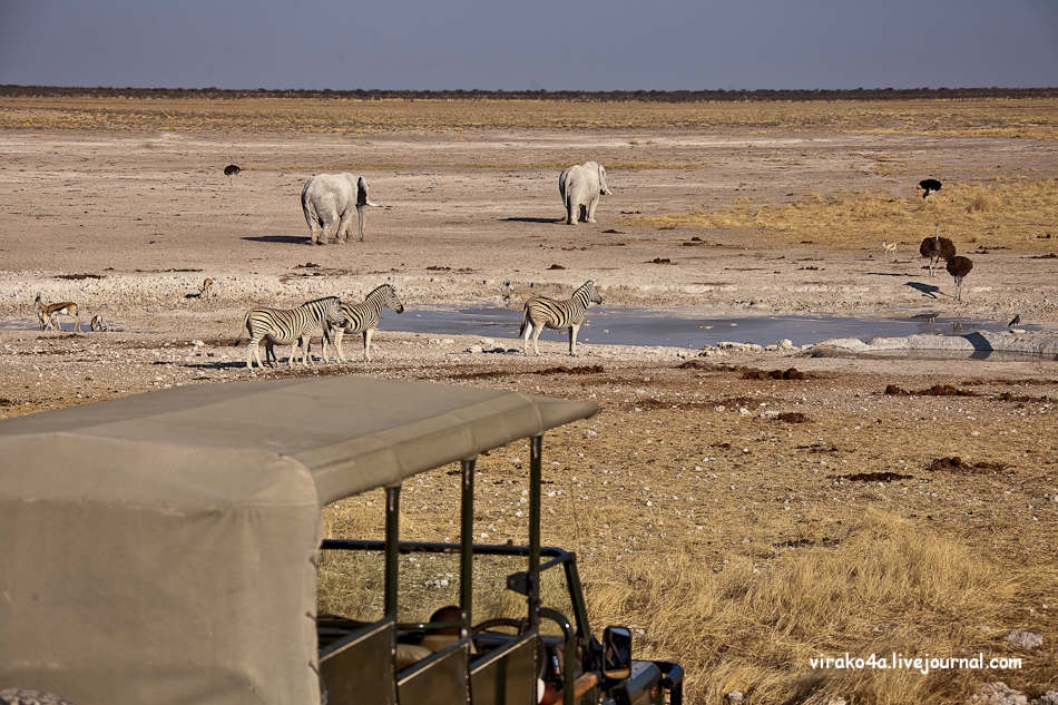 Фотография: Национальный парк Этоша в Намибии №8 - BigPicture.ru
