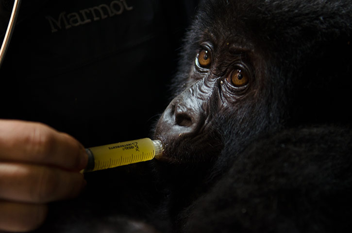 Фотография: Из рук браконьеров: спасение детеныша гориллы №8 - BigPicture.ru