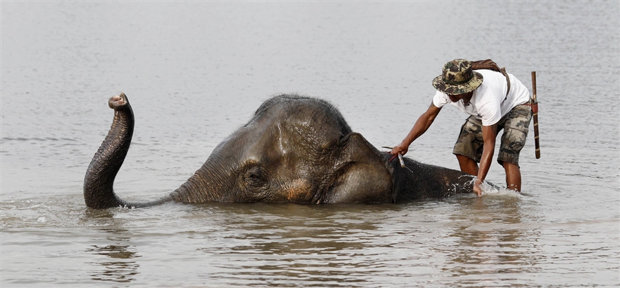 Фотография: Спасение животных в затопленном Таиланде №8 - BigPicture.ru