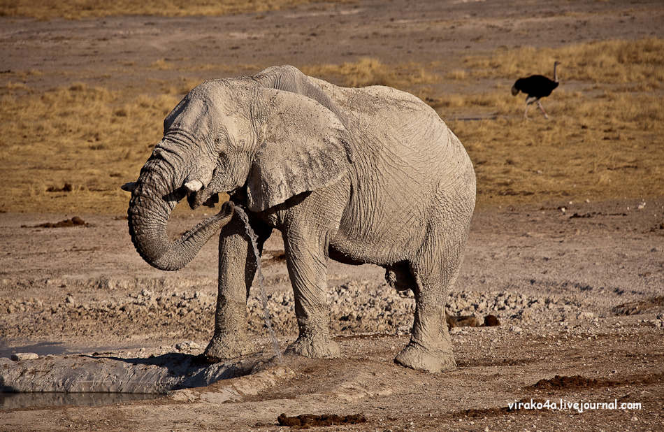 Фотография: Национальный парк Этоша в Намибии №9 - BigPicture.ru