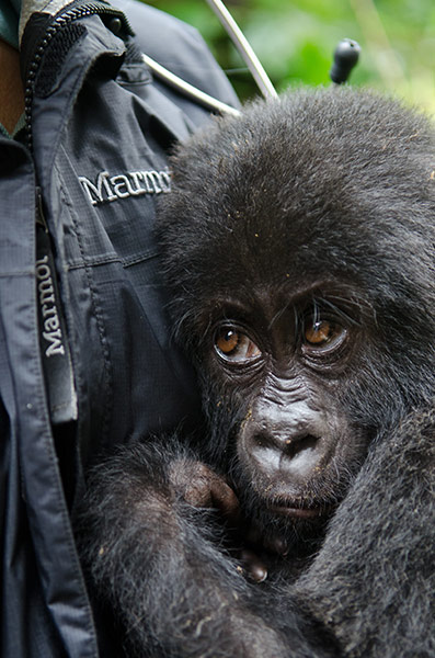 Фотография: Из рук браконьеров: спасение детеныша гориллы №9 - BigPicture.ru