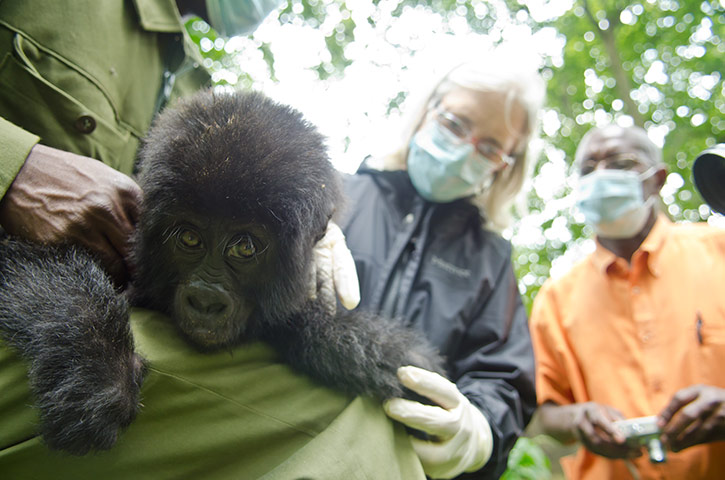 Фотография: Из рук браконьеров: спасение детеныша гориллы №10 - BigPicture.ru