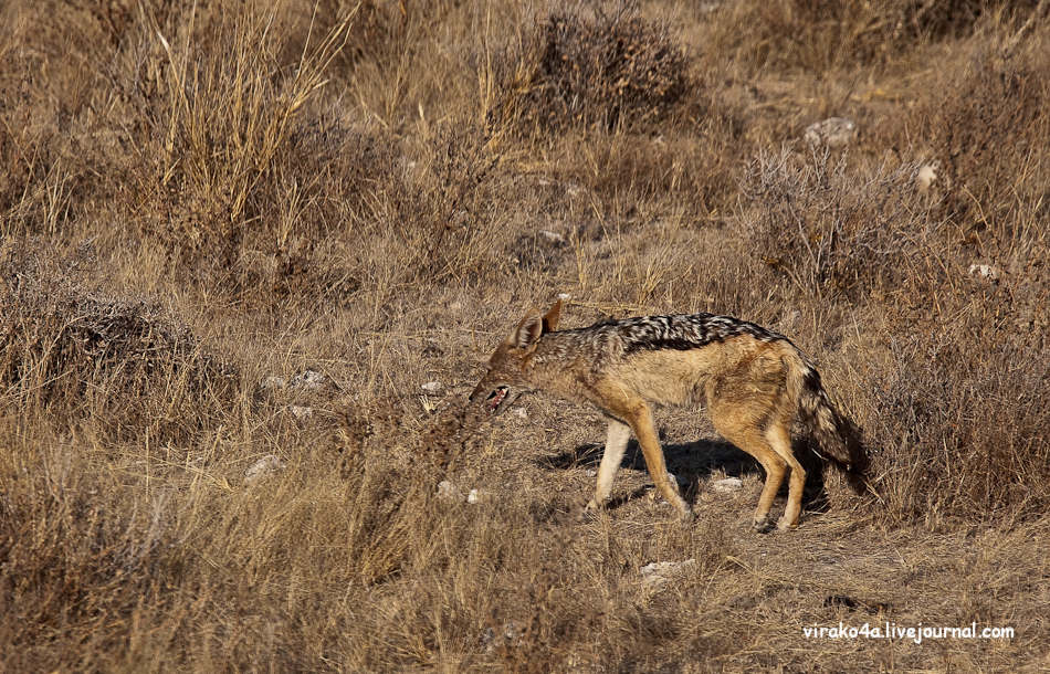 Фотография: Национальный парк Этоша в Намибии №10 - BigPicture.ru