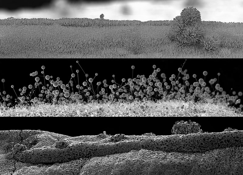 Невидимый мир: нано-ладшафты фотографа Майкла Оливери