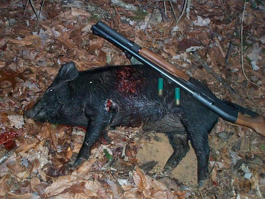 Фотография: Массовая охота на диких свиней в Австралии №2 - BigPicture.ru
