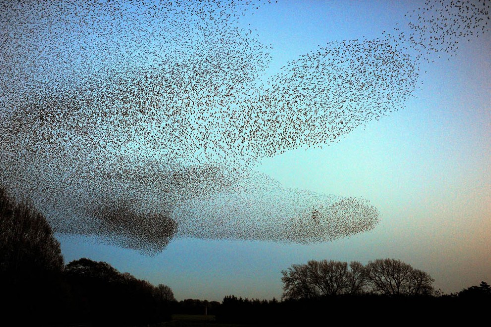 Фотография: Воздушные танцы тысяч скворцов в небе над Шотландией №2 - BigPicture.ru