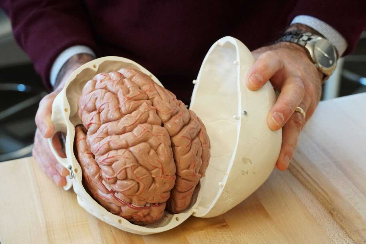 Bigpicture.ru 10 фактов о человеческом мозге