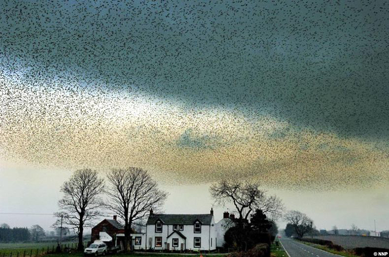 Фотография: Воздушные танцы тысяч скворцов в небе над Шотландией №8 - BigPicture.ru