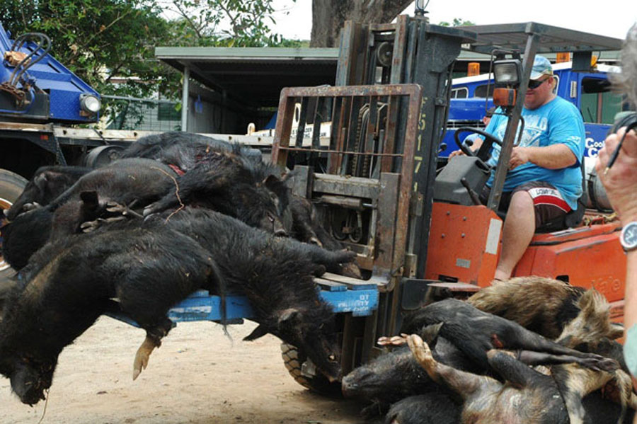 Фотография: Массовая охота на диких свиней в Австралии №10 - BigPicture.ru