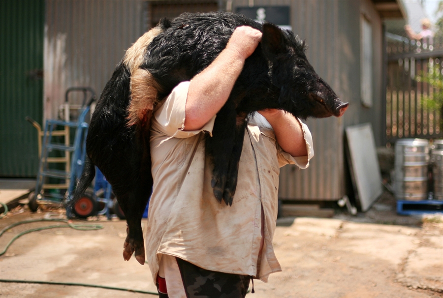 Фотография: Массовая охота на диких свиней в Австралии №4 - BigPicture.ru
