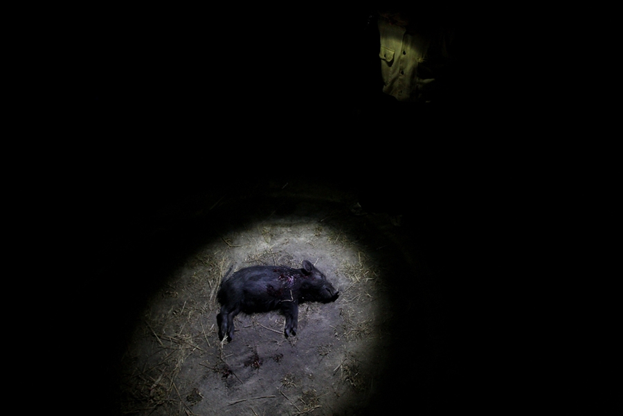 Фотография: Массовая охота на диких свиней в Австралии №6 - BigPicture.ru