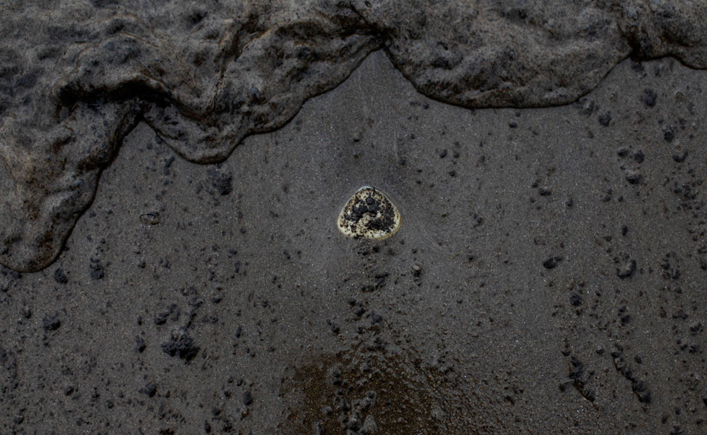 Фотография: Разлив нефти у берегов Новой Зеландии №24 - BigPicture.ru