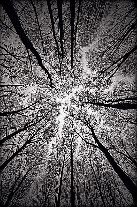 Фотография: Фото деревьев №7 - BigPicture.ru