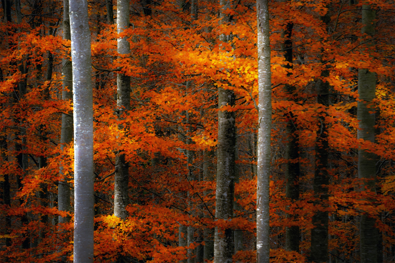 Фотография: Фото деревьев №8 - BigPicture.ru