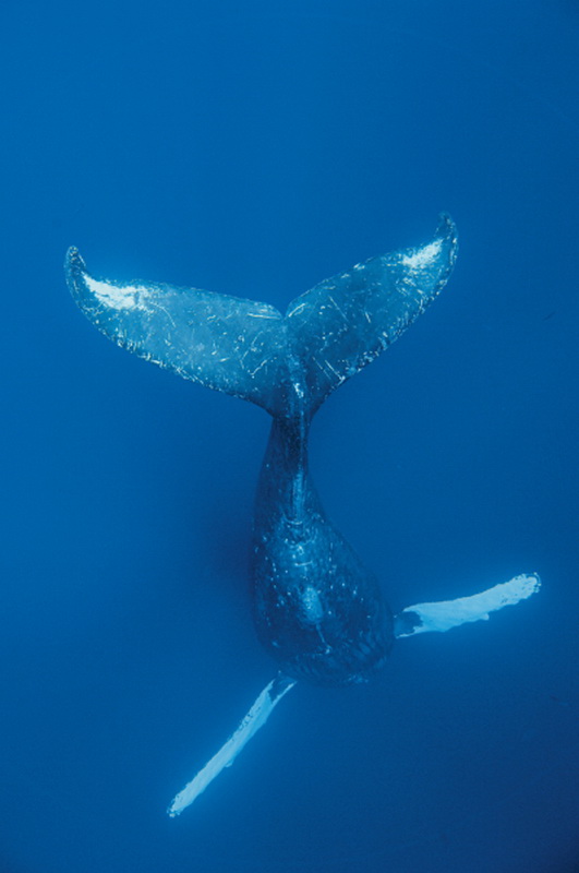 Фотография: Жизнь горбатых китов на Гавайях №12 - BigPicture.ru