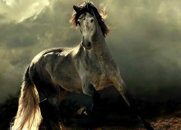 Сказочная красота — арабские и андалузские лошади