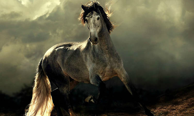 Фотография: Сказочная красота — арабские и андалузские лошади №1 - BigPicture.ru