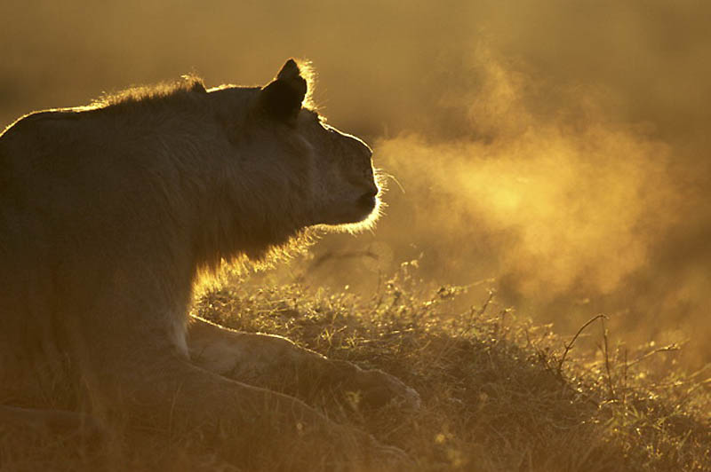 Фотография: Львы на просторах заповедника Масаи-Мара №13 - BigPicture.ru