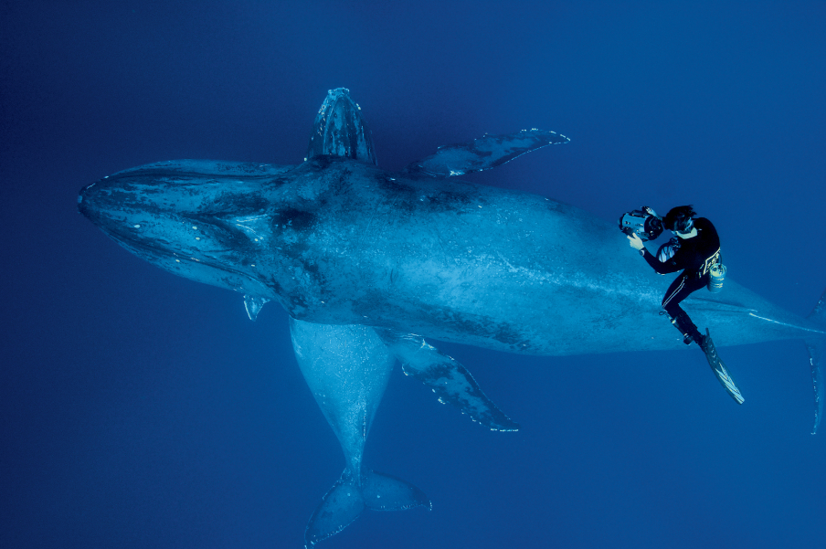 Фотография: Жизнь горбатых китов на Гавайях №14 - BigPicture.ru