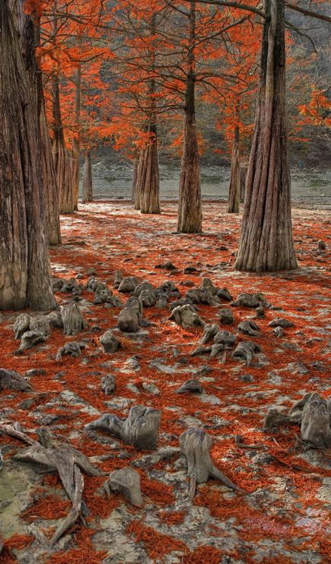 Фотография: Фотоконкурс от National Geographic Россия: Леса №14 - BigPicture.ru